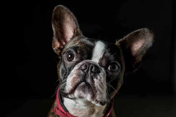 Retrato boston terrier puro raça preto fundo closeup — Fotografia de Stock