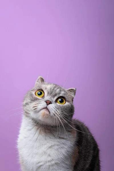 De cerca retrato de pura raza escocés plegable gato mirando hacia arriba — Foto de Stock