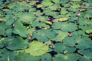 Parkta çiçek açmadan önce arkaplan dokusu yeşil yapraklar