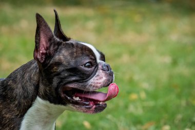 Portre boston terrier saf cins bahçede