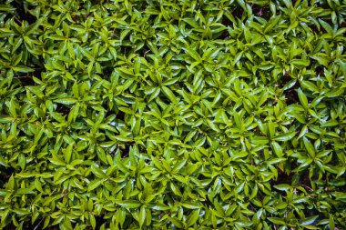 Arkaplan dokusu yeşil yapraklar parkta kapanıyor