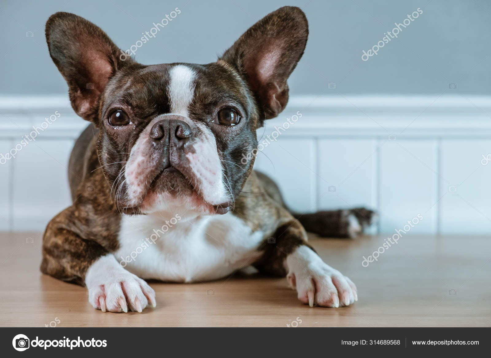 Boston terrier hotsell pure race