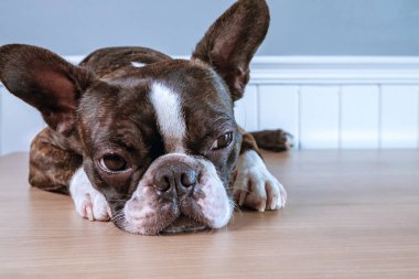 Portre Boston Teriyeri saf cins yumuşak gri arka plan yakın plan