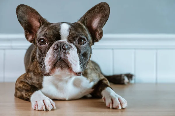 Portret boston terrier puur ras zacht grijs achtergrond closeup — Stockfoto