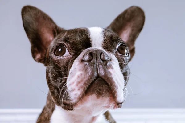 Portrait boston terrier pure breed soft grey background closeup — Stock Photo, Image