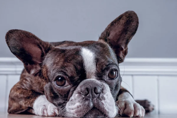 Retrato boston terrier puro raça macio cinza fundo closeup — Fotografia de Stock