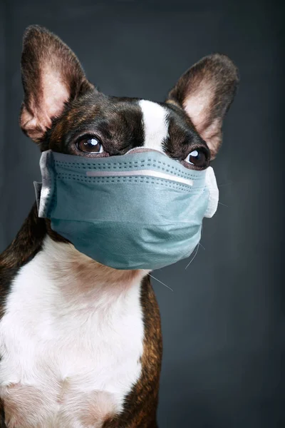 Porträtt boston terrier med läkare mask ren ras grå bakgrund Stockbild