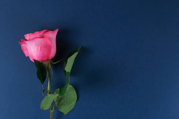 One pink beautiful rose on a dark blue background. Empty text space