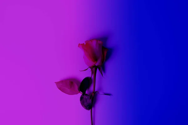 One Rose on duotone background. Trendy colours. Gradient of blue and purple.