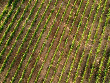 Çapraz çizgiler şeklinde bir üzüm bağının yukarıdan görünüşü