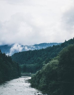 Nehrin yakınındaki ormanda sabah sis