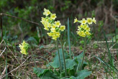 Sarı çuha çiçeği çalısı