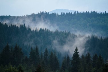 Bahar sabahı, sisteki ağaçlar.