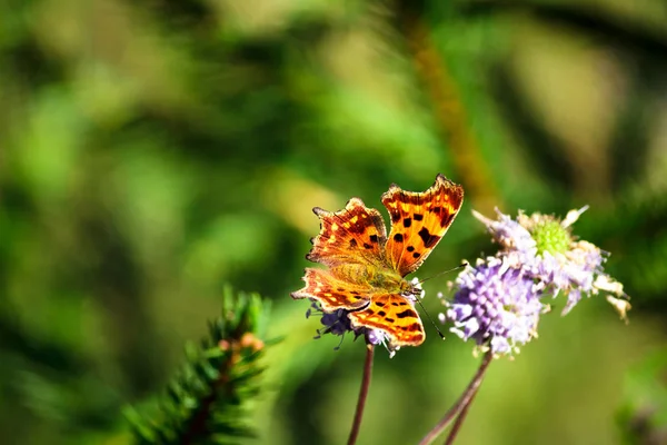 Orangefarbener Schmetterling auf der Blume — Stockfoto
