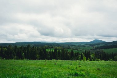 Dağlar yağmurdan sonra ormanla kaplı.