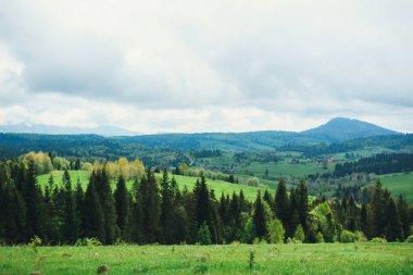 Dağlar yağmurdan sonra ormanla kaplı.