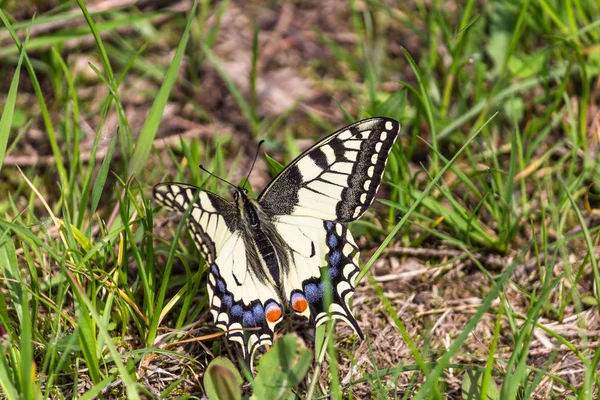 Butterfly Mahahon — Stock Photo, Image