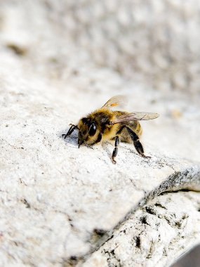 Bahar arı evin çatısına basks