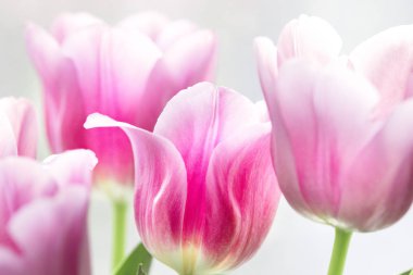 Bahar Lale parlak ışık