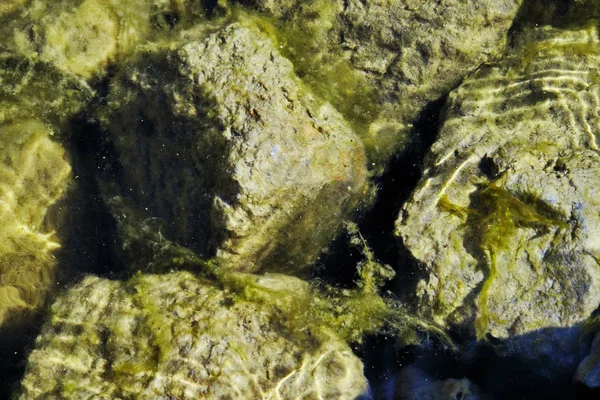 algae and patches of light on the rocks under the water