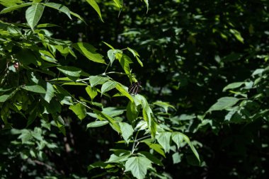 Karanlıkta ve aydınlıkta yaprak