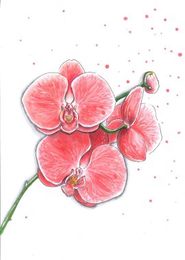 Pembe orkide Illustration