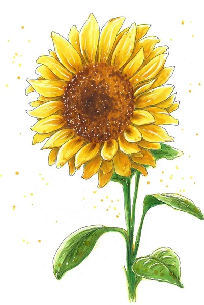 Llustration Der Hellen Sonnenblume — Stockfoto