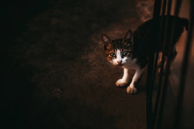 Üzgün gözleri olan bir sokak kedisi.
