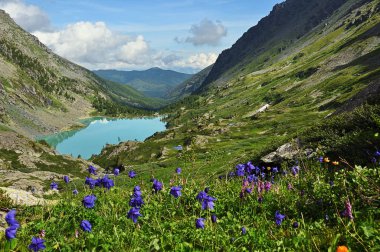 Dağlarda çiçekler. Dağ gölü. Altay bölgesi, Rusya Federasyonu
