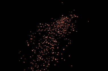 Siyah arka planda izole kahve çekirdekleri uçuşuyor. Kavrulmuş kahve taneleri patladı..