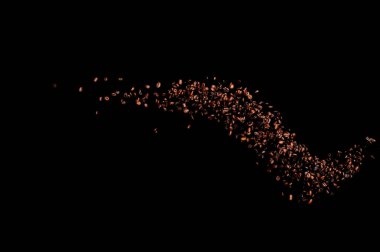 Siyah arka planda izole kahve çekirdekleri uçuşuyor. Kavrulmuş kahve taneleri patladı..