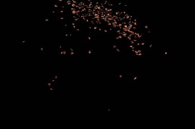 Siyah arka planda izole kahve çekirdekleri uçuşuyor. Kavrulmuş kahve taneleri patladı..