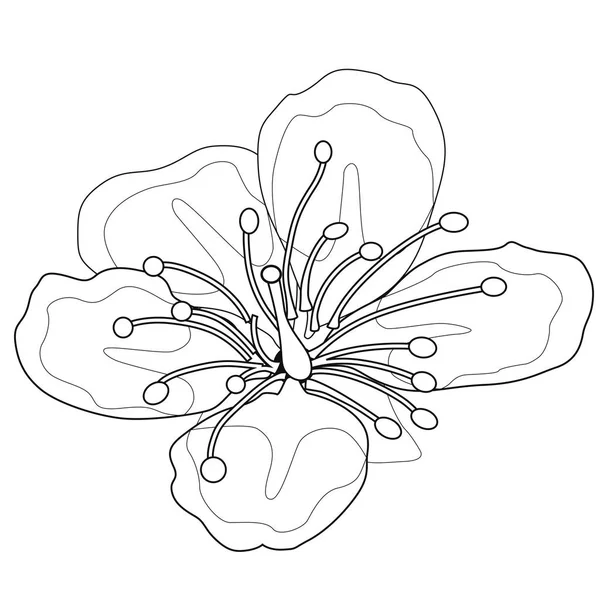 Körsbärsblommor Målarbok Lager Illustration Isolerade Bild Vit Bakgrund — Stock vektor