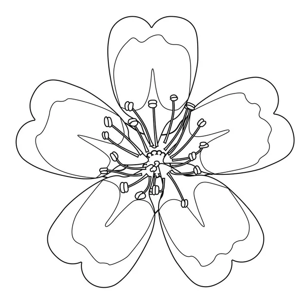 Kirschblüten Malbuch Aktienillustration Isoliertes Bild Auf Weißem Hintergrund — Stockvektor