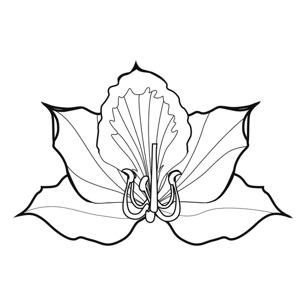 Bauhinia Fleurit Livre Colorier Illustration Image Isolée Sur Fond Blanc — Image vectorielle