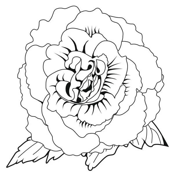 Begonia Tuberhybrida Florece Libro Para Colorear Ilustración Stock Imagen Aislada — Vector de stock