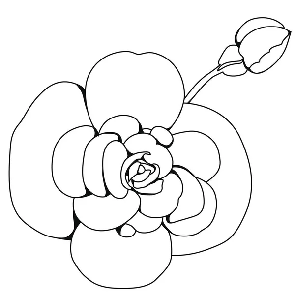 Цвіте Бегонія Тубербріда Розмальовка Стокова Ілюстрація Ізольоване Зображення Білому Тлі — стоковий вектор