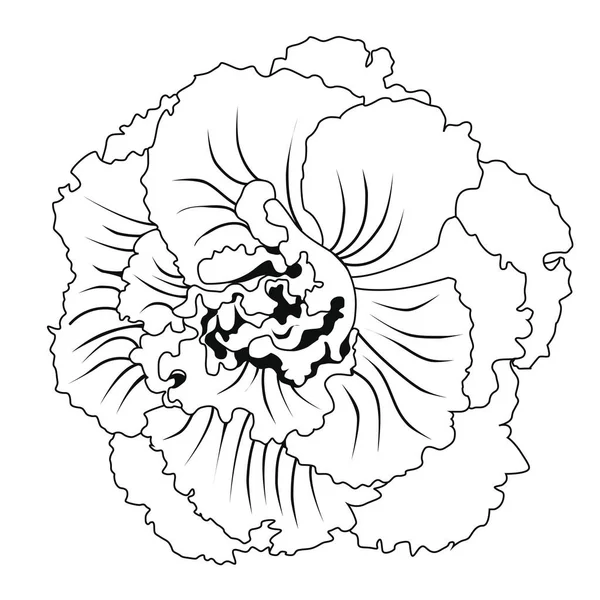 ベゴニア球根花 塗り絵 ストック イラスト 白い背景の分離イメージ — ストックベクタ