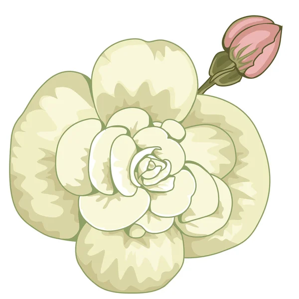 Begonia Blanca Tuberhybrida Florece Ilustración Stock Imagen Aislada Sobre Fondo — Vector de stock