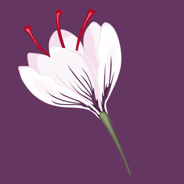 Белый Крокус Расцветает Иллюстрация Запасов Изолированное Изображение Фиолетовом Фоне — стоковый вектор
