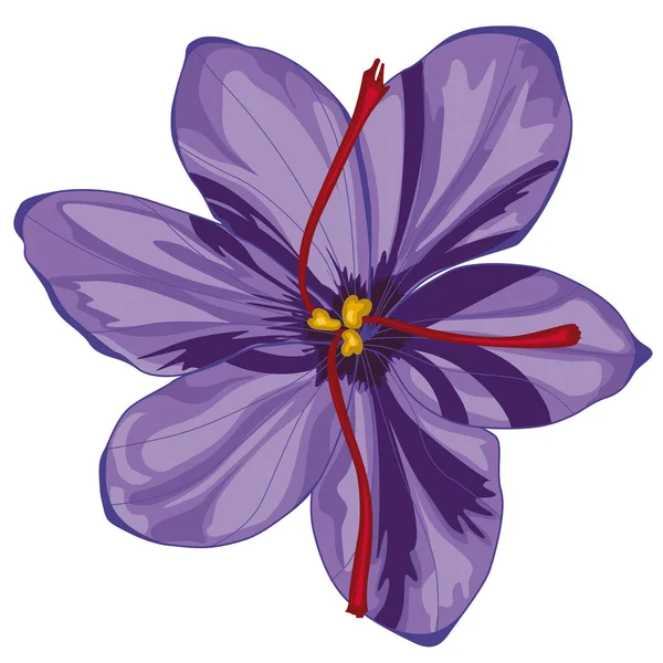 Lila Crocus Blommor Lager Illustration Isolerade Bild Vit Bakgrund — Stock vektor