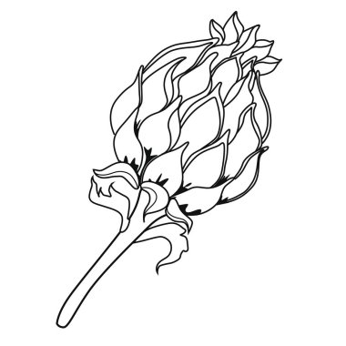 Thistle çiçekleri. Boyama kitabı. Hisse senedi illüstrasyon. Beyaz arka plan üzerinde izole görüntü. 