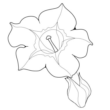 Çiçek kokulu tütün. Boyama kitabı. Hisse senedi illüstrasyon. Beyaz arka plan üzerinde izole görüntü. 