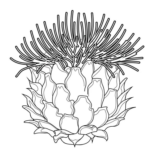 Thistle Blossoms Coloring Book Stock Illustration Isolated Image White Background — Stock Vector