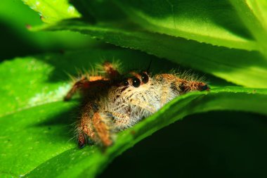 Zıplayan örümceğin (Salticidae, Hyllus diardi) makro görüntüsü. Yeşil yaprağın altında saklanıyor.