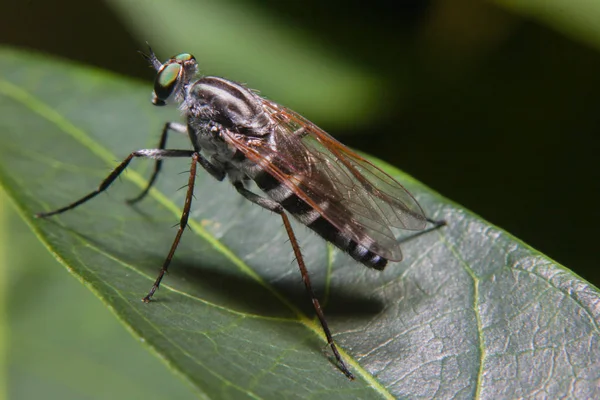 Macro Fotografía del ladrón de naranjas Vuela cazando un insecto. Depredador de la naturaleza salvaje en la hoja verde Aislado sobre el fondo de la hoja verde. Está mojado a causa de la lluvia — Foto de Stock