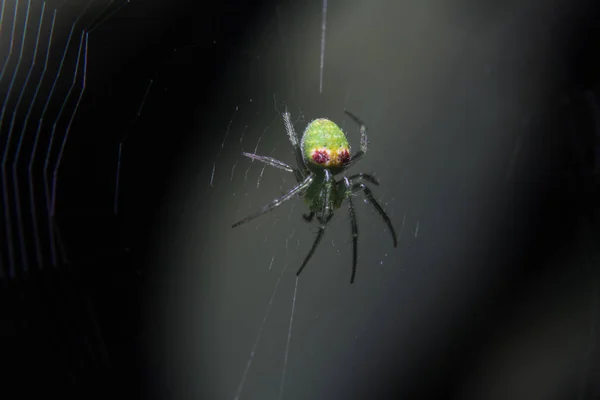 Макро Фотография одиноких хищников, красивый и красочный зеленый желтый розовый паук на реальном веб и темный фон природы летом — стоковое фото