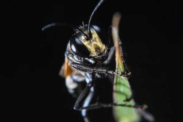 Una macro foto del insecto abeja negro en la hoja verde con fondo negro aislado — Foto de Stock