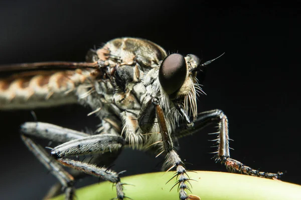 Makro fotografie pomerančového lupiče Muška lovící hmyz. Divoká příroda dravec na zeleném listu Izolované na tmavém pozadí. Je mokrá kvůli dešti. — Stock fotografie