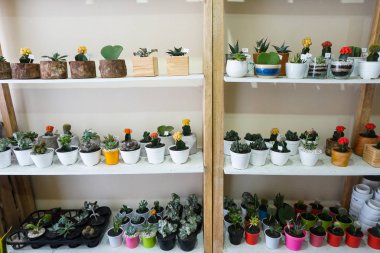 Bazı sulu bitkiler düzgünce temiz beyaz bir arka plan ile bir vintage ahşap raf üzerinde düzenlenmiş